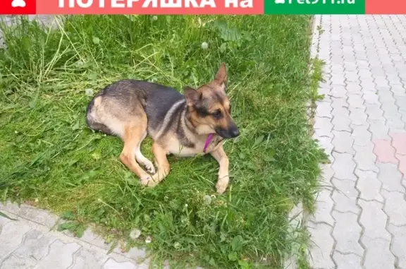 Найдена собака на Сибирском тракте, нужна помощь