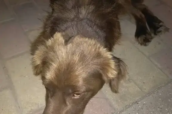 Собака найдена в Пятигорске, Россия