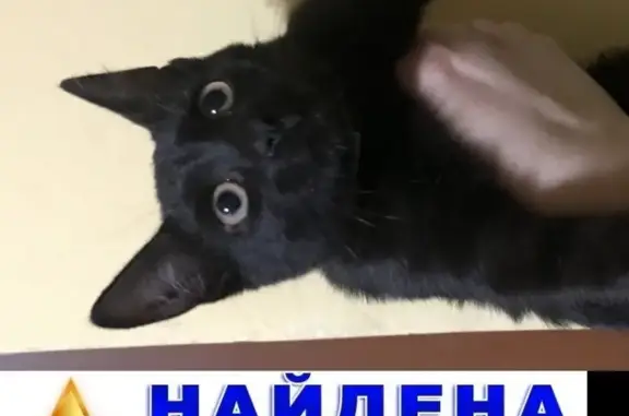 Найден чёрный котёнок на ул. Пантелеевская, 2