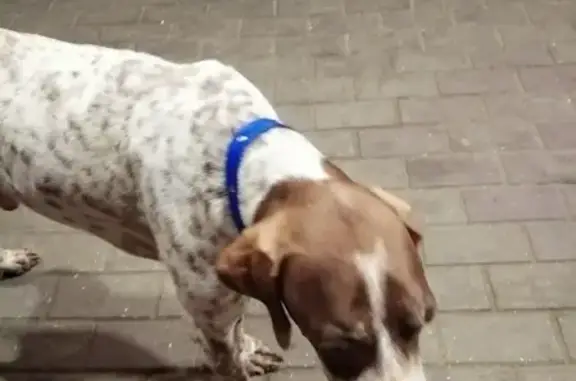 Потерянный пес ищет хозяина в Сочи.