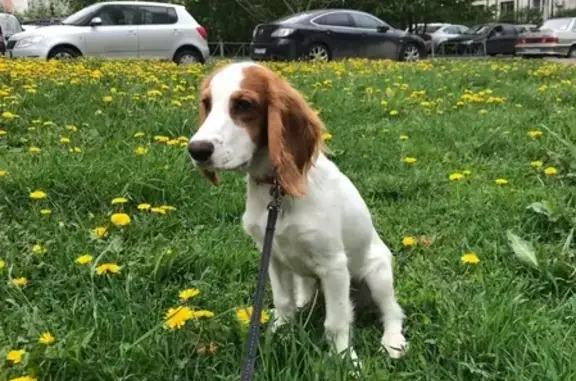 Собаки потеряшки, Тверь, фото: Потеряшка русский Спаниель Мартин в Кольцово, Тверская область