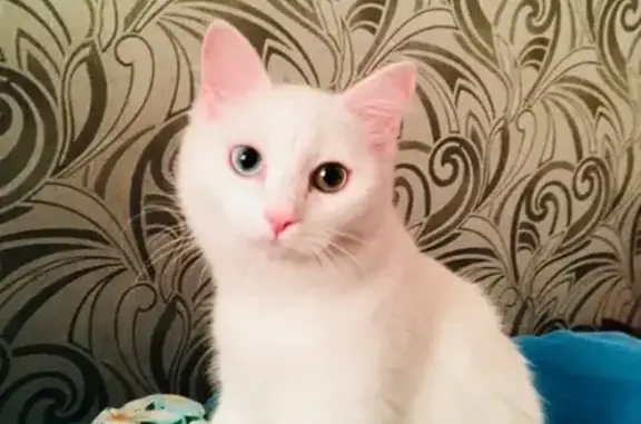 Пропала белая кошка с разными глазами в Чите