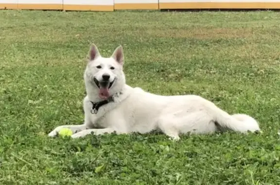 Собаки потеряшки, Москва, фото: Потеряшка собака Белка в Бирюлёвском лесопарке, Москва