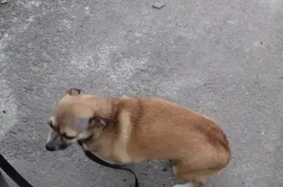 Пропала собака Соня на ул. Бурмистрова, Ставрополь