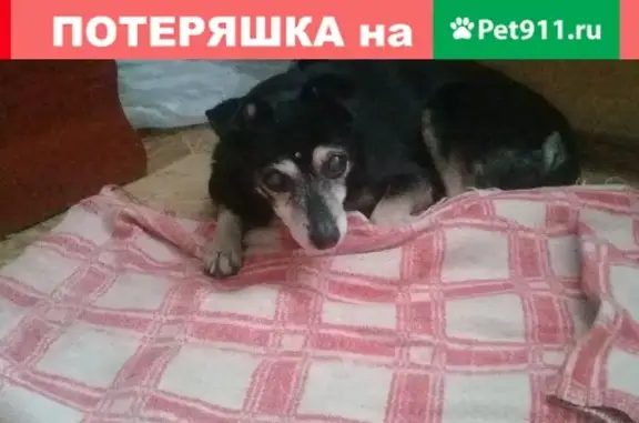 Пропала собака на улице Шумакова в Барнауле
