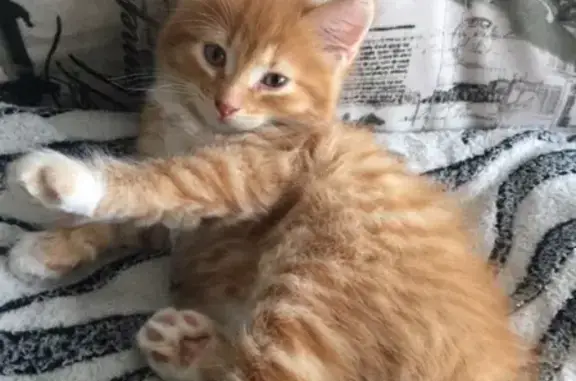 Объявления о пропавших и найденных животных, Красный Холм, фото: Пропала кошка на пер. Авиахима, Красный Холм, Тверская обл.