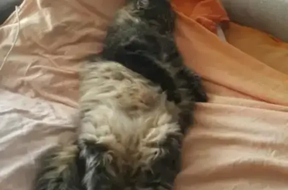 Пропала кошка на Набережной в Ачинске