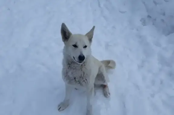 Пропала собака на Хаталанском зимнике, Усть-Илимск.