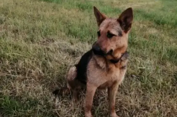 Найдена собака на Можайке, овчаристого типа, адрес в Твери.