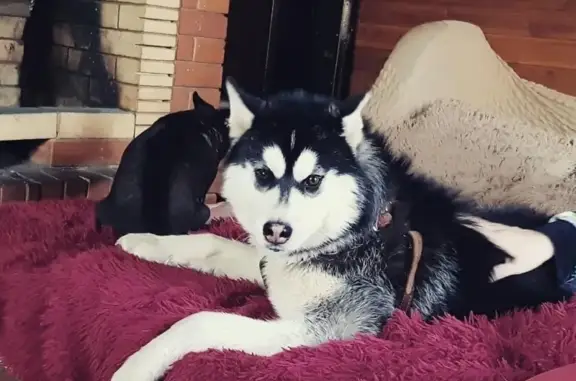 Потерянные животные Сургут, фото: Пропала собака Гром в районе ПСК Рябинка в Сургуте