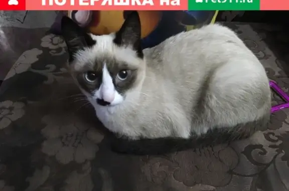 Пропала кошка в районе Бабушкина 34 