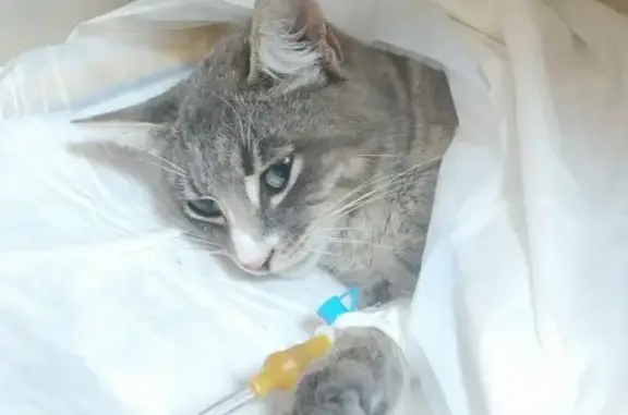 Травмированный кот найден возле ТЦ Европейский в Калуге
