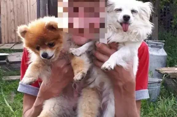 Собака найдена в Белорецке, Башкортостан