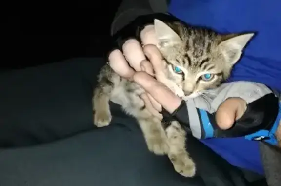 Найдена кошка в Заводоуковске, Тюменская область