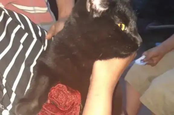 Найден кот на Шевченко 10 в Красноярске