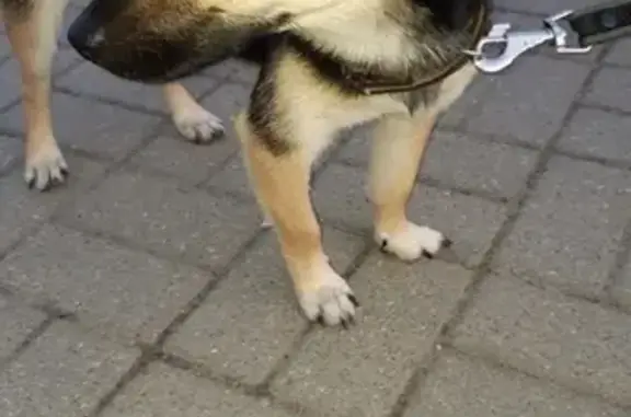 Найдена собака на ул. Попова, ищем хозяев