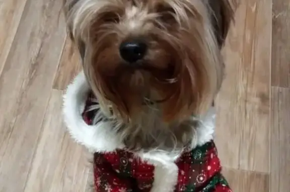 Собаки потеряшки, Нижний Новгород, фото: Потеряшка собака Патрик в Ближнем Борисове