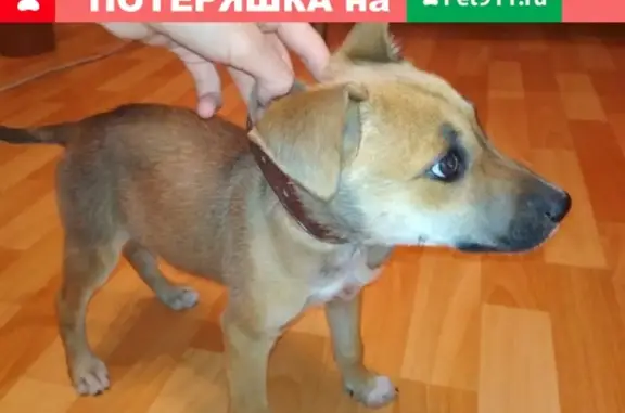 Найдена собака в районе Суховки/Кохмы
