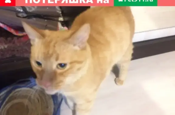 Пропал кот Рыжик в Кирово-Чепецке! Помогите!