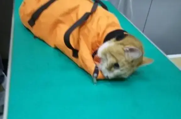 Найдена кошка с черепно-мозговой травмой в СПб