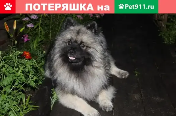 Пропала собака на побережье Белого моря, 34 км, Архангельская область