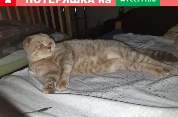 Пропала кошка в Иваново #Котрпёс_Потерянные