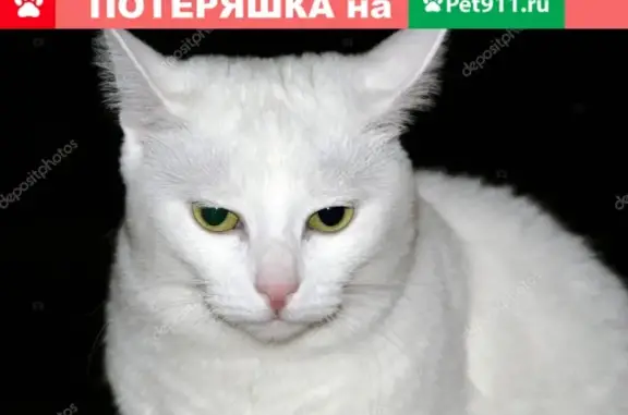 Пропал кот на Набережной 6-й армии в Вологде