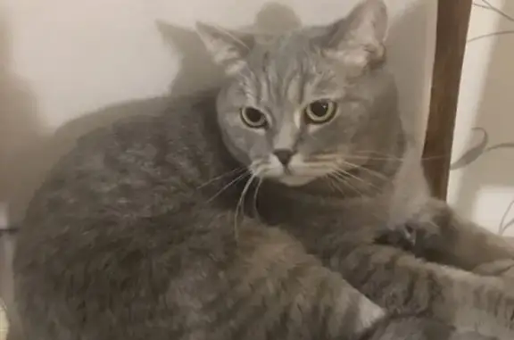 Кошки потеряшки, Ижевск, фото: Потеряшка кошка в Ижевске, вознаграждение!