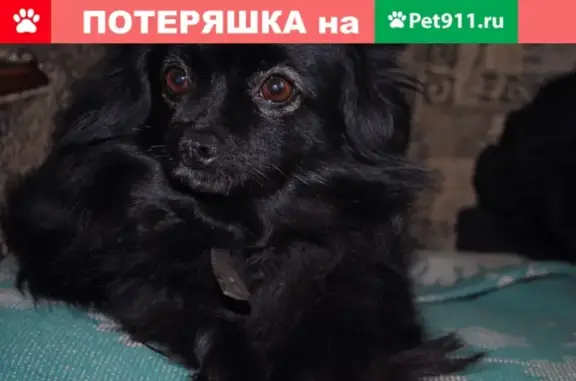 Пропала собака в районе Победы, Владимир
