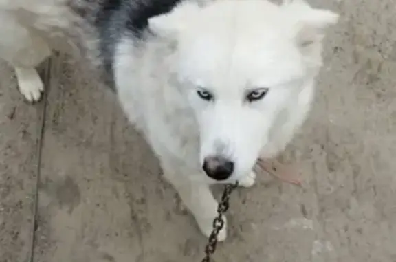 Пропала собака Эльза в Нижневартовске