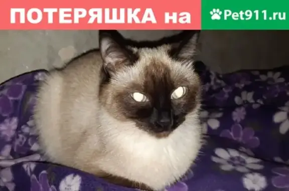 Найдена сиамская кошка в Березите, Свердл.обл.