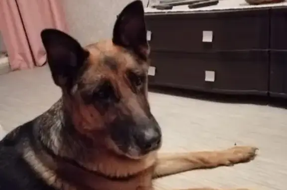 Собака найдена в Барнауле возле ТЦ 