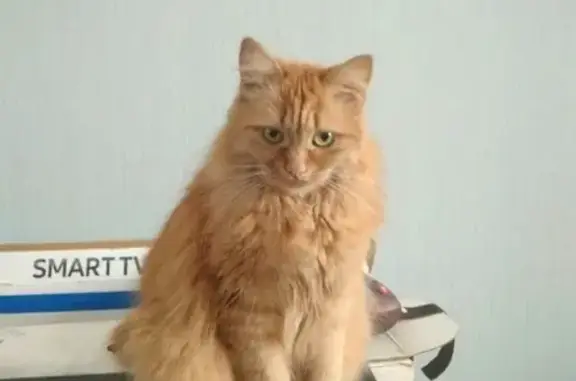 Кошки потеряшки, Тамбов, фото: Потеряшка кошка в Тамбове, нужна помощь! (Агапкина 15а, имя Тася)