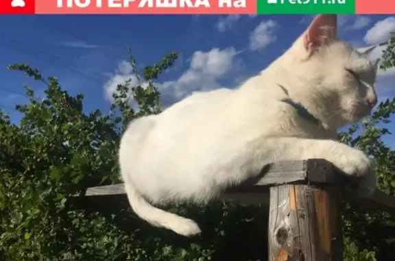 Пропал кот Белый на дачном кооперативе, Ивангород