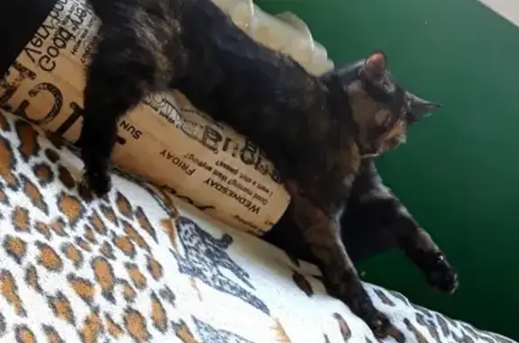 Кошки потеряшки, Тюмень, фото: Потеряшка кошка Муся на пр-зд Геологоразведчиков 48, Тюмень.