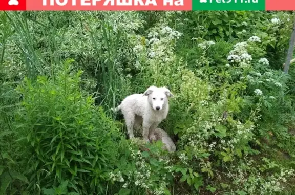 Найдена белая собака на дороге к п. Любытино