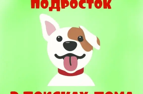 Найден щенок амстаффа в п. Солонцы, Красноярск
