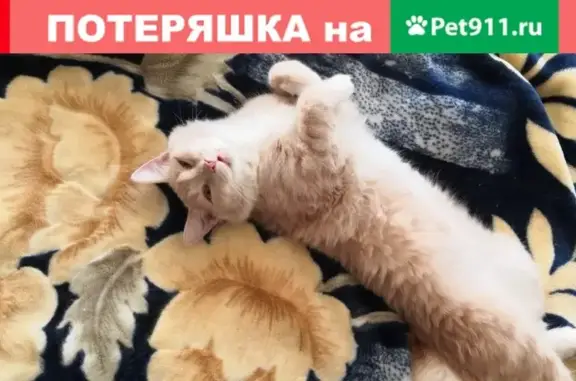 Пропал кот в Железногорске, помогите!