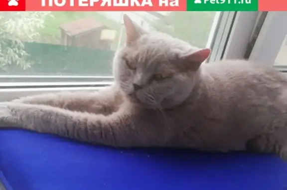 Пропала кошка Муся в Химках, ул. Фрунзе 12