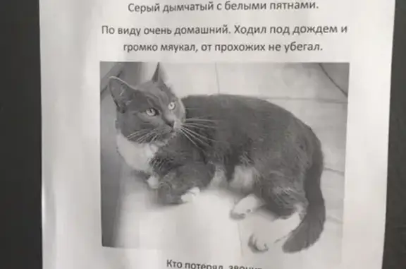 Найден серый кот на ул. Кунарская (Екатеринбург)