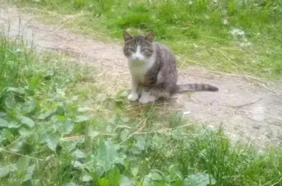 Найдены 2 кота в Иваново, ищут новый дом