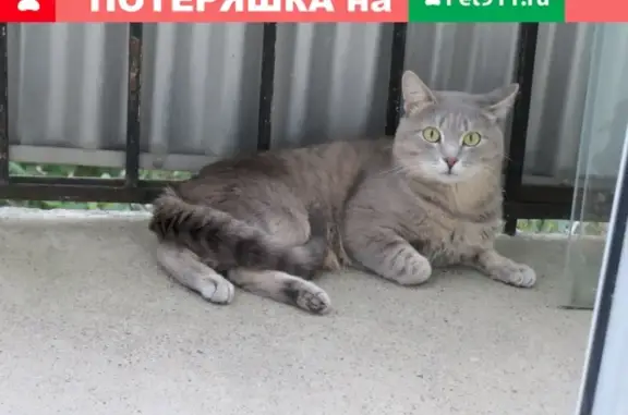 Пропал кот Филя в Железногорске, Курская область