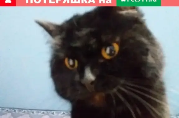 Пропала кошка Ева, ул. Кирзавод, 15, Ревда.