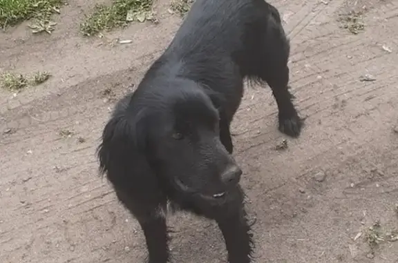 Найдена собака в Котельниче