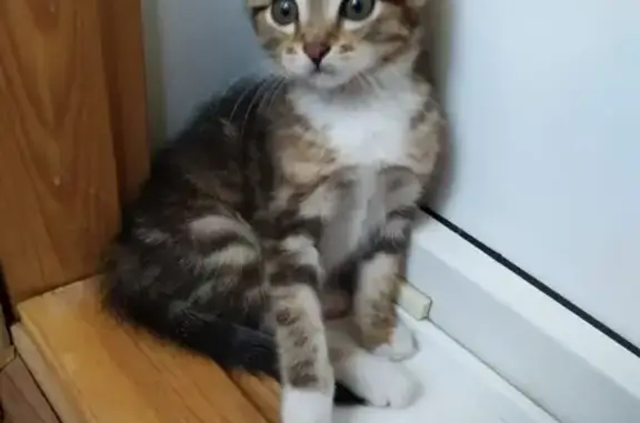 Найден котенок в Новосибирске