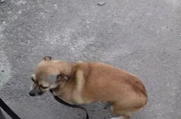 Пропала собака на улице Бурмистрова, Ставрополь.