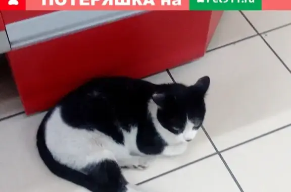 Найден черно-белый котик на ул. Василия Иванова, 14к9