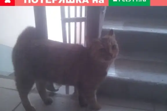 Кот найден на Киевской 86Б