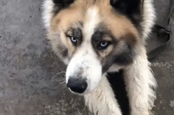 Пропала собака Баллу на яграх у Хлебокомбината, Северодвинск