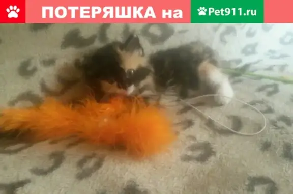 Найдена трехцветная кошка на ул. Ленина, ищет своих родителей